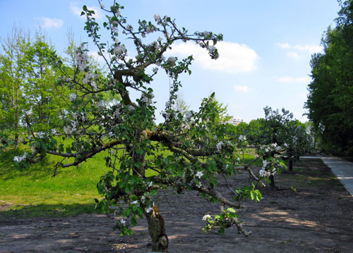 de nieuwe appelboompjes achter de tribune zijn 40 jaar oud